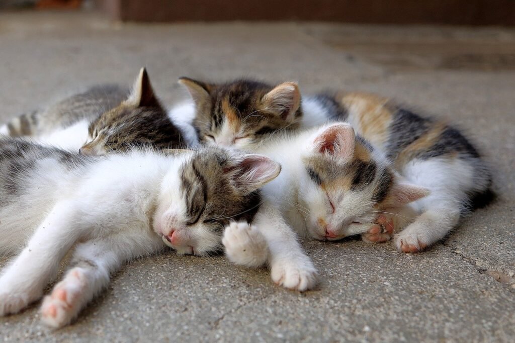 Cohabitation reform