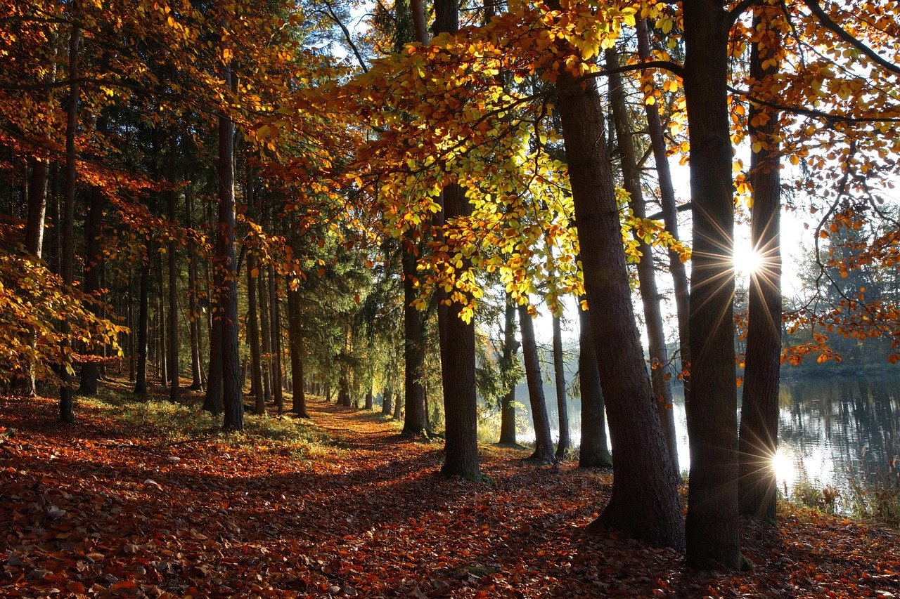 Autumn forest with golden leaves and sunlight shining through trees beside a calm lake.